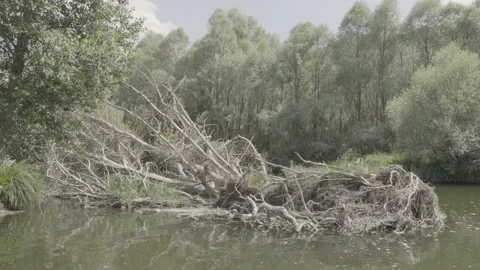 Fallen tree in the river Vídeos de archivo 166456764