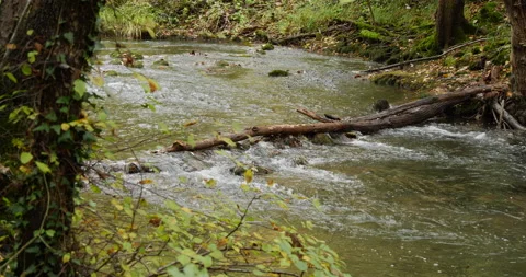 Fallen tree in the river 스톡 동영상 216710648
