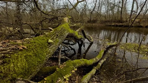 Fallen tree in the river Stock-Footage 231172056