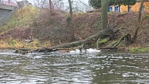 Fallen tree on the river in nature Stock Footage 299632107