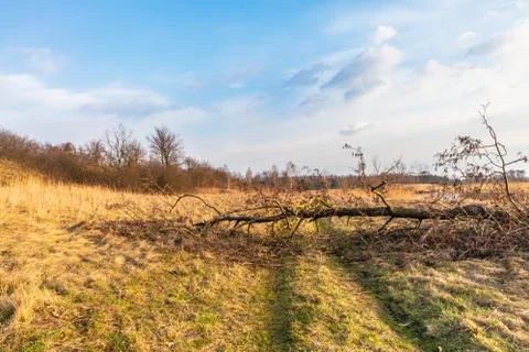 A fallen tree by the river Stock Photos