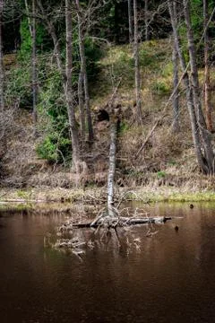Fallen tree in the river Stock Photos