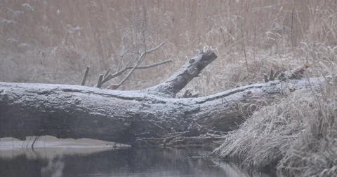 Fallen tree by the river, winter landscape 4K slow motion Stock Footage 168376494