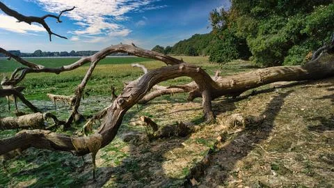 Fallen tree on the riverbank Stock Photos
