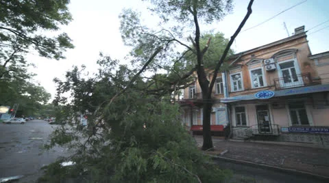 A fallen tree on the roadway after a hurricane Stock Footage 24756172