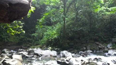 Fallen Tree On Rocks Next To River In Jungle Forest [Slow Motion] Stock Footage 88883752