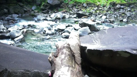 Fallen Tree On Rocks Next To River In Jungle Forest 2 [Slow Motion] Stock Footage 88883834