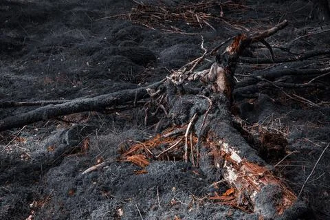 Fallen Tree Root Covered with Moss in Dark Forest Stock Photos