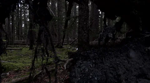 Fallen Tree Roots and Spooky Forest Slide Left Reveal 4K Stock Footage 60795540