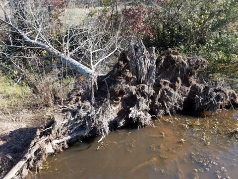 Fallen tree with roots and water and mud Stock Photos