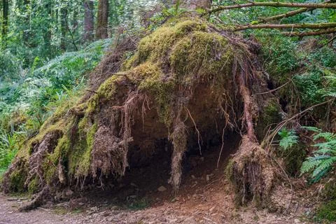 Fallen Tree Roots Covered in Moss Exposed Earth and Forest Undergrowth Фото