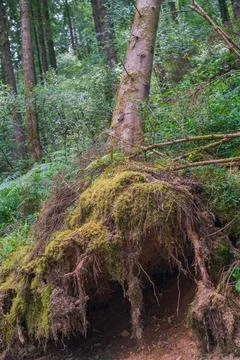 Fallen tree roots exposed with moss and ferns in Deer Park Forest woodland Фото