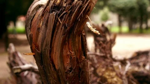 Fallen tree roots Stock Footage 74505063