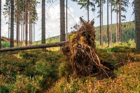 Fallen tree with roots in forest after hurricane Stock Photos