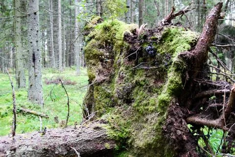 Fallen tree with roots in the forest. Wild forest. Stock Photos