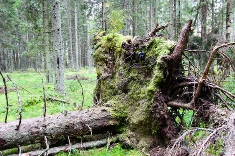 Fallen tree with roots in the forest. Wild forest. Stock Photos