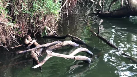 Fallen Tree Roots on Lake Edge with Water Ripples Stock Footage 335567582