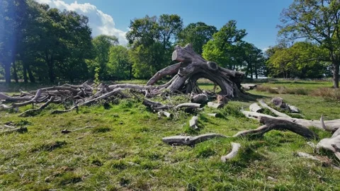 Fallen tree roots in lush green forest clearing on a bright sunny day Stock Footage 309763614