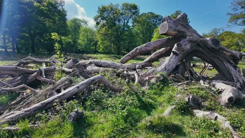 Fallen tree roots in lush green forest clearing on a bright sunny day Stock Footage 309763615
