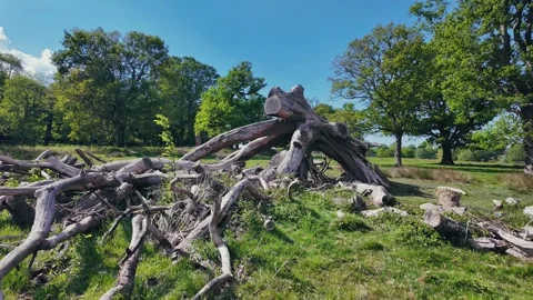 Fallen tree roots in lush green forest clearing on a bright sunny day Stock Footage 309763637