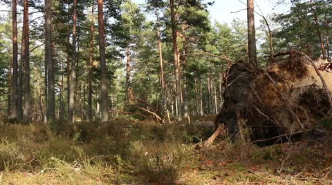Fallen tree with roots in motion pine tree forest footage Stock Footage 48896390