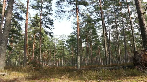 Fallen tree with roots in motion pine tree forest footage Video stock 48896652