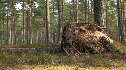 Fallen tree with roots in motion pine tree forest footage Video stock 48896699