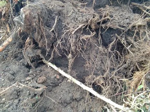 Fallen tree roots Stock Photos