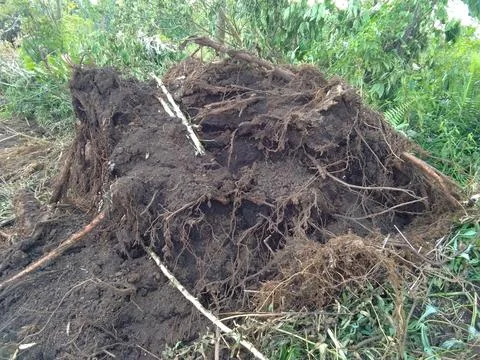 Fallen tree roots Stock Photos