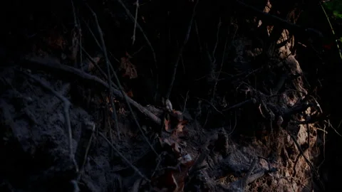 Fallen tree roots timelapse Stock Footage 143734082