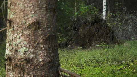 Fallen tree roots in the woods with a tree trunk in foreground Stock Footage 114995563