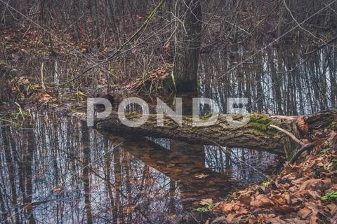 A fallen tree is rotting in the middle of the forest Stock Photos