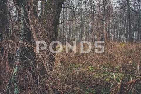A fallen tree is rotting in the middle of the forest Stock Photos