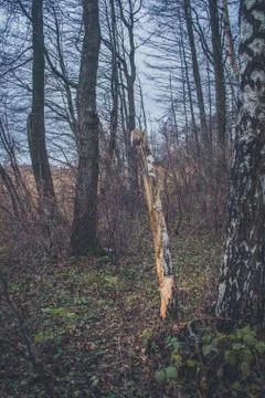 A fallen tree is rotting in the middle of the forest Stock Photos