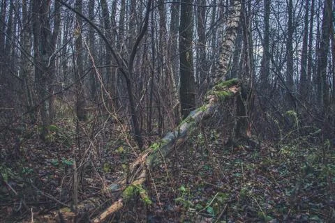 A fallen tree is rotting in the middle of the forest Stock Photos