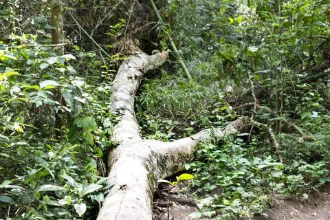 A fallen tree is rotting in the middle of the forest. Stock Photos