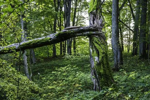A Fallen Tree is Rotting in the Middle of the Forest Stock Photos