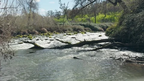 Fallen Tree in Rushing River Rapids Video stock 334009839