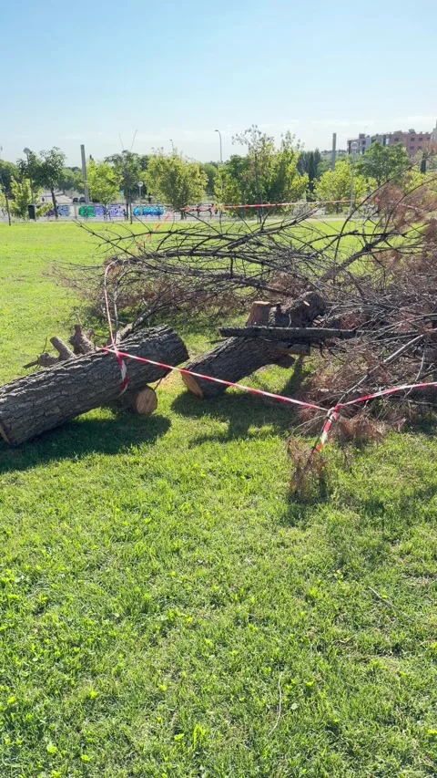 Fallen Tree With Safety Tape on Urban Park Grass in Madrid Stock-Footage 336733749