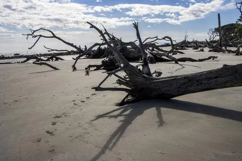 Fallen tree in the sand Stock Photos