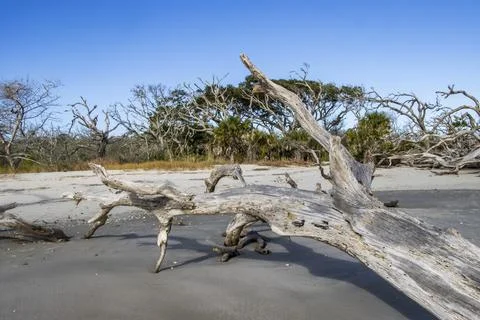 Fallen tree on the sand Stock Photos