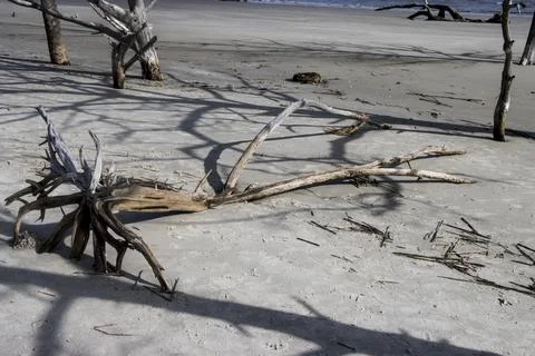 Fallen tree on the sand Stock Photos