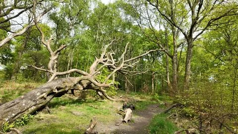Fallen tree in Scottish woods Foto stock