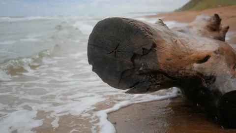 Fallen tree on the seashore. Sandy seashore Stock-Footage 143483341