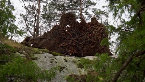 Fallen tree seen from root side 動画素材 73238193