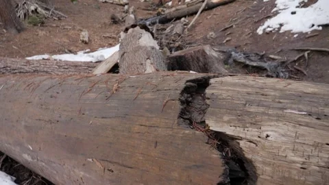 Fallen tree in sequoia national park Stock Footage 301177342