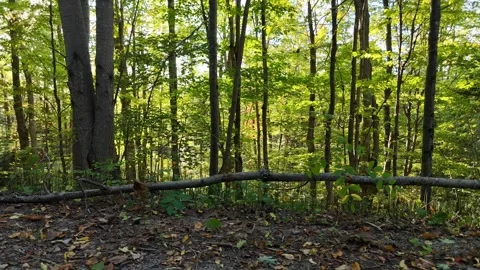 Fallen Tree Side-Scroll - Trans Canada Trail Video stock 318378758