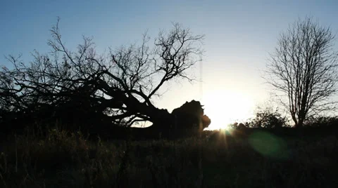 Fallen tree silhouette (dolly) Stock Footage 35121105