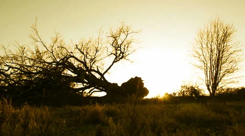 Fallen tree silhouette, yellow tint (dolly) Stock Footage 35121275