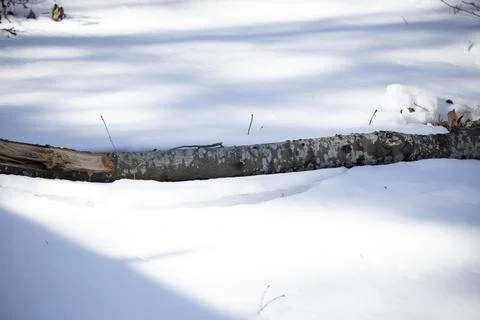 Fallen Tree in the Sleet Stock Photos